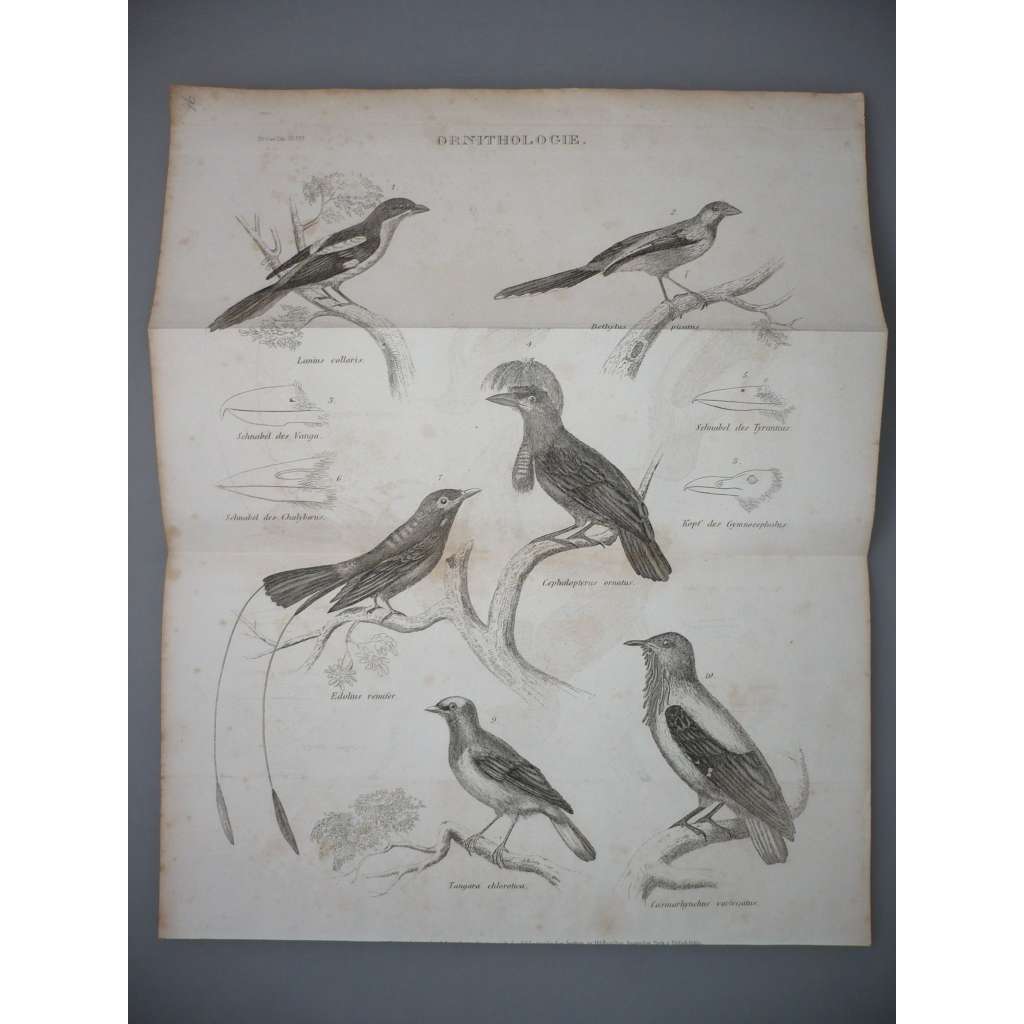 Ornitologie - Exotičtí ptáci - Libohlásek - ocelorytina cca 1860, grafika, nesignováno