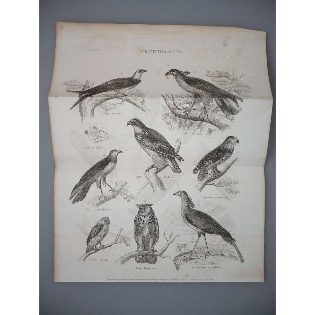 Ornitologie - Ptáci - Dravci, dravec, sova - ocelorytina cca 1860, grafika, nesignováno