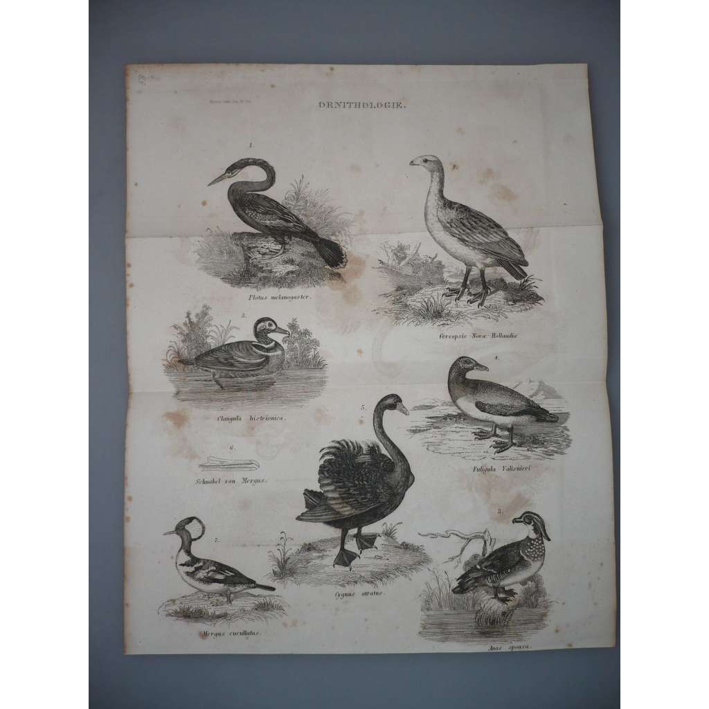 Ornitologie - Vodní ptáci - ocelorytina cca 1860, grafika, nesignováno