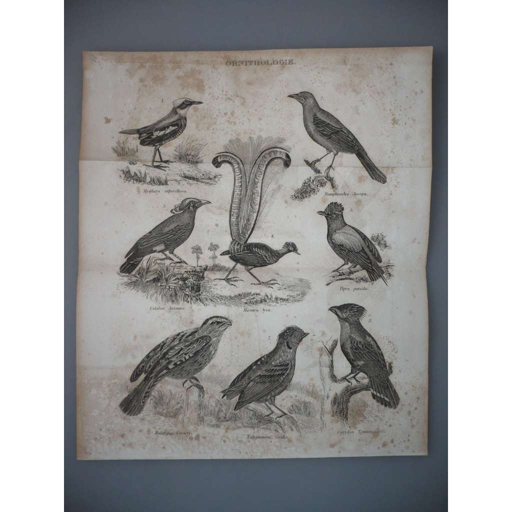 Ornitologie - Ptáci - ocelorytina cca 1860, grafika, nesignováno