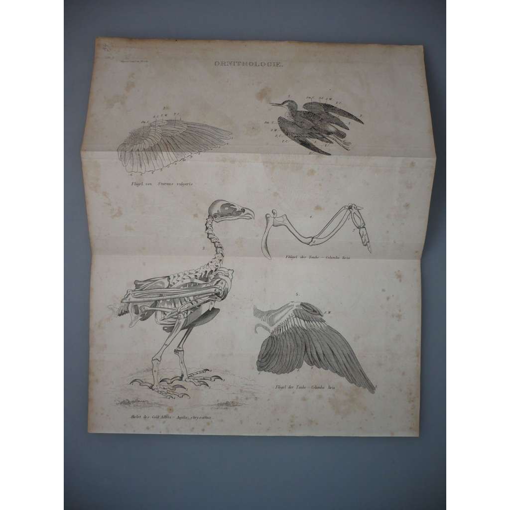 Ornitologie - Ptáci - Anatomie, kostra - ocelorytina cca 1860, grafika, nesignováno