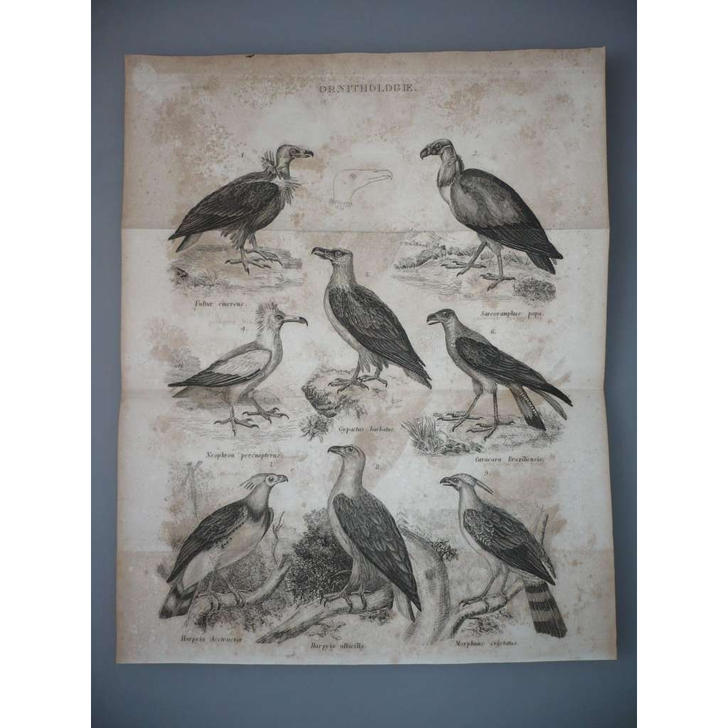 Ornitologie - Exotičtí ptáci - ocelorytina cca 1860, grafika, nesignováno