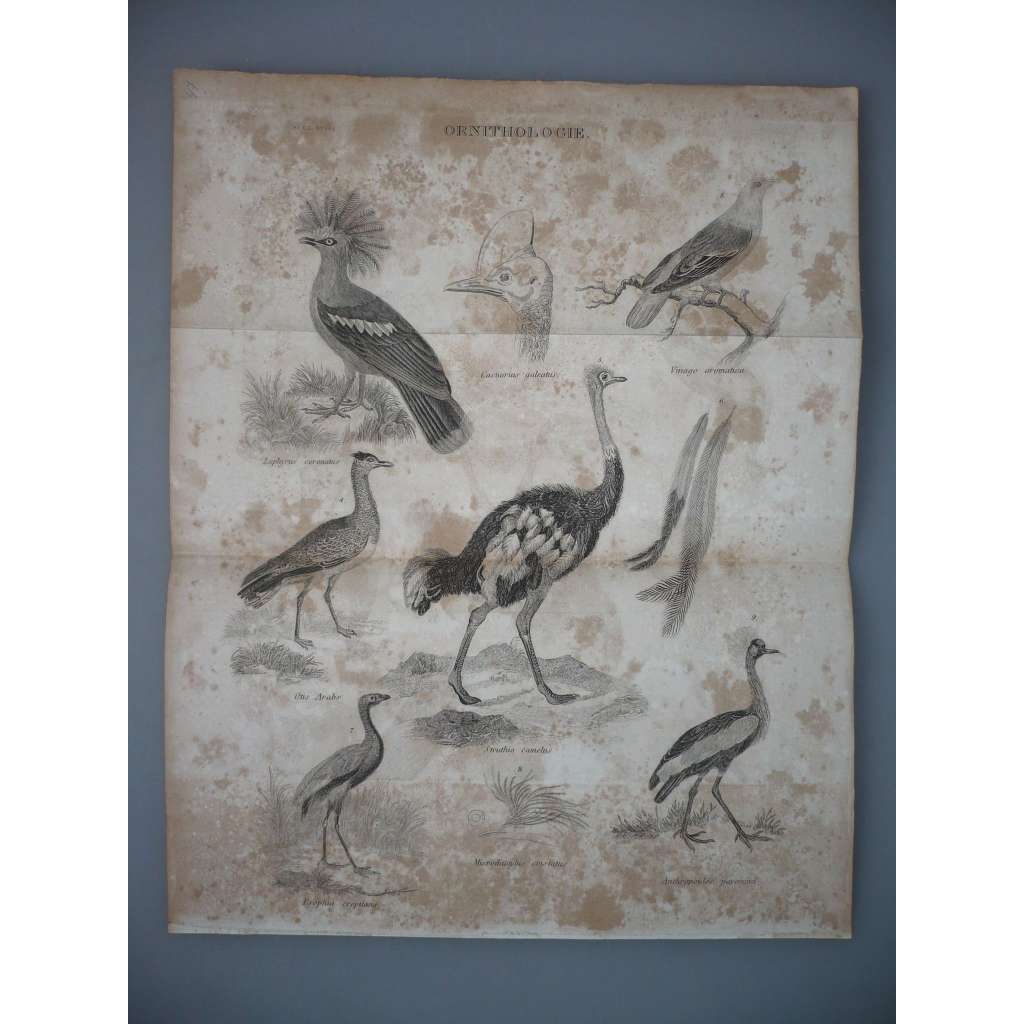 Ornitologie - Exotičtí ptáci - ocelorytina cca 1860, grafika, nesignováno