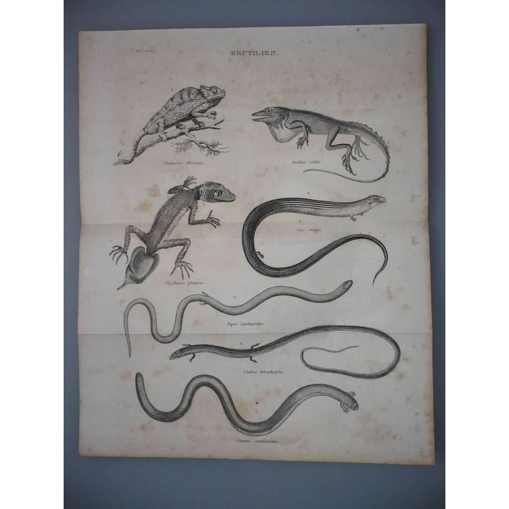 Plazi - Chameleon, dvounožka - ocelorytina cca 1860, grafika, nesignováno