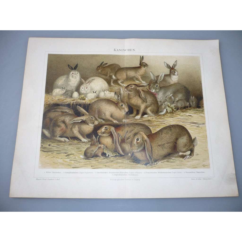 Kaninchen - králíci - zvířata - litografie, grafika, nesignováno