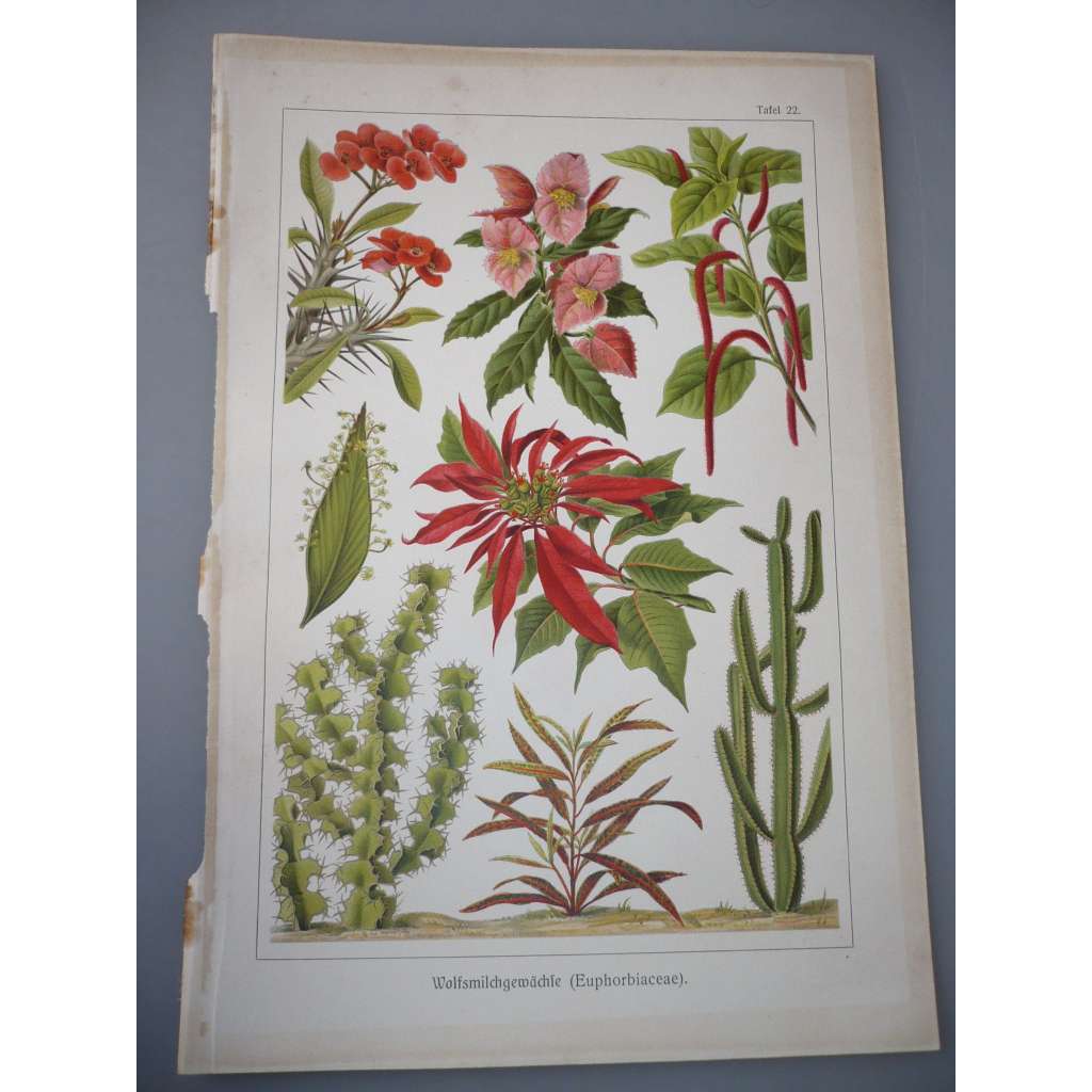 Euphorbiaceae - Pryšcovité, rostliny - litografie, grafika, nesignováno