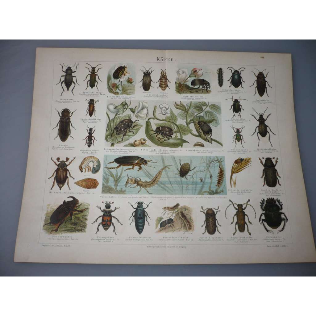 Käfer - brouk, brouci - litografie, grafika, nesignováno