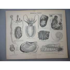 Mollusken und Tunikaten - měkkýši - litografie, grafika, nesignováno