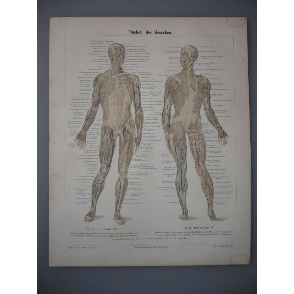 Muskeln des Menschen - anatomie, člověk, svaly - litografie, grafika, nesignováno