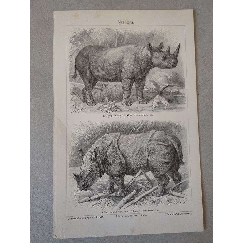 Nosorožec -litografie cca 1880, grafika, nesignováno