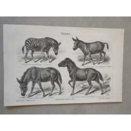 Lichokopytníci, zebra, tarpan, osel - litografie cca 1880, grafika, nesignováno