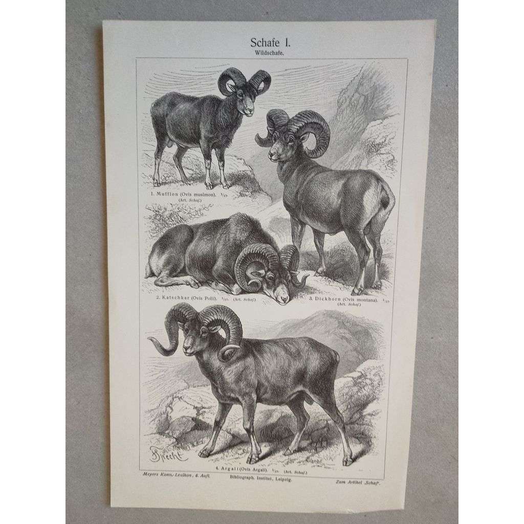 Ovce, mufflon - litografie cca 1880, grafika, nesignováno