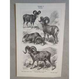 Ovce, mufflon - chromolitografie cca 1880, grafika, nesignováno