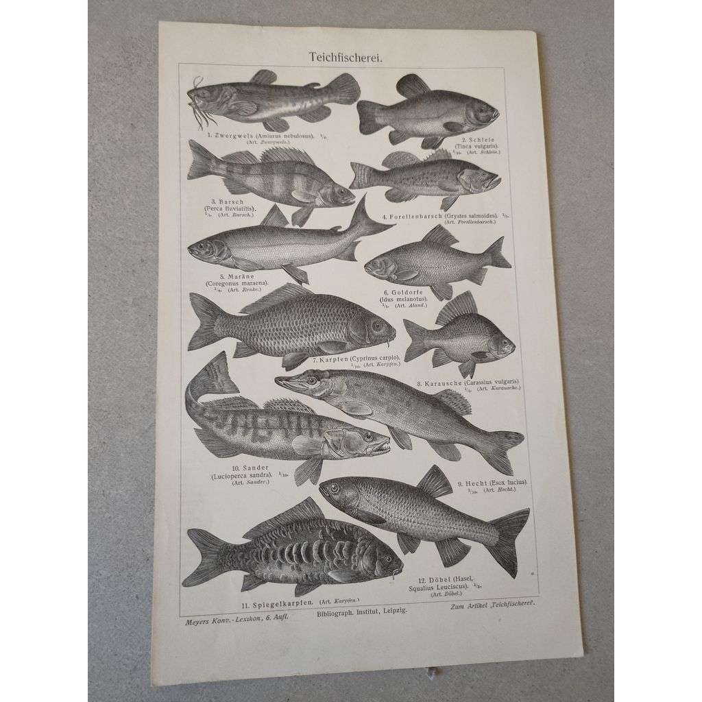 Sladkovodní ryby, kapr, pstruh, štika - chromolitografie cca 1880, grafika, nesignováno