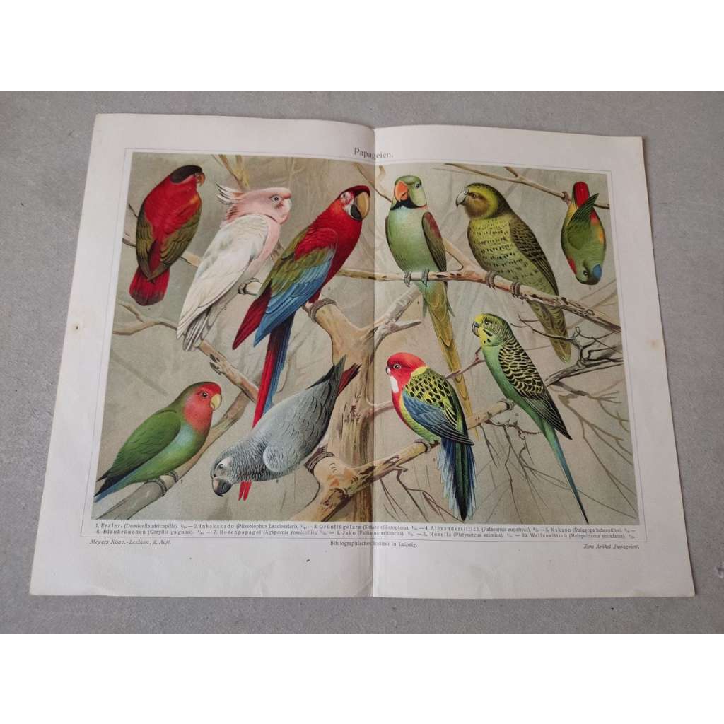 Papoušci, papoušek - chromolitografie cca 1880, grafika, nesignováno