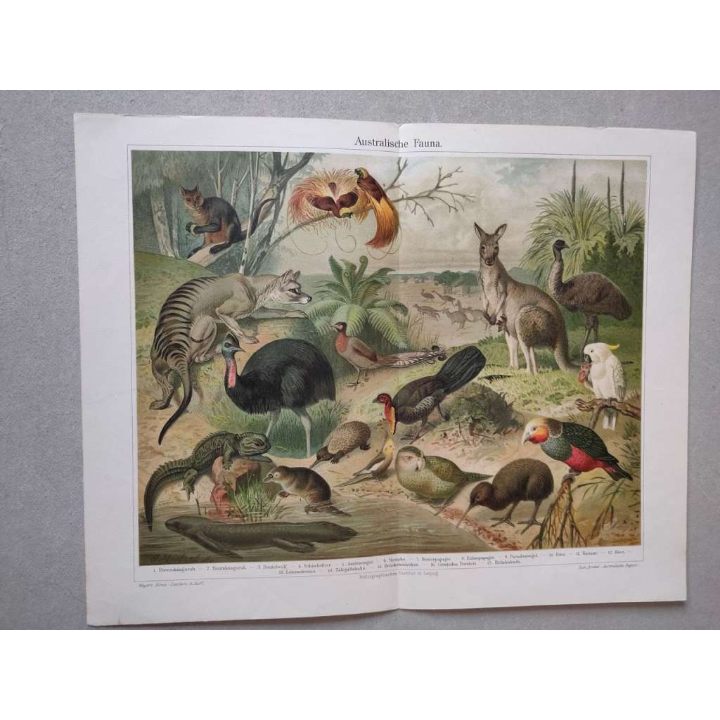 Australská fauna, zvířata, klokan, papoušek, Austrálie - chromolitografie cca 1880, grafika, nesignováno
