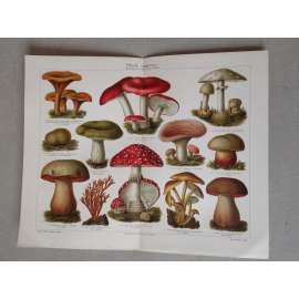 Houby, houba, hřib, hřiby, muchomůrka, holubinka, satan - chromolitografie cca 1880, grafika, nesignováno