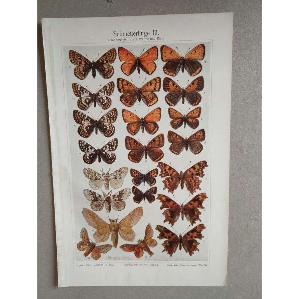 Motýli, motýl - chromolitografie cca 1880, grafika, nesignováno