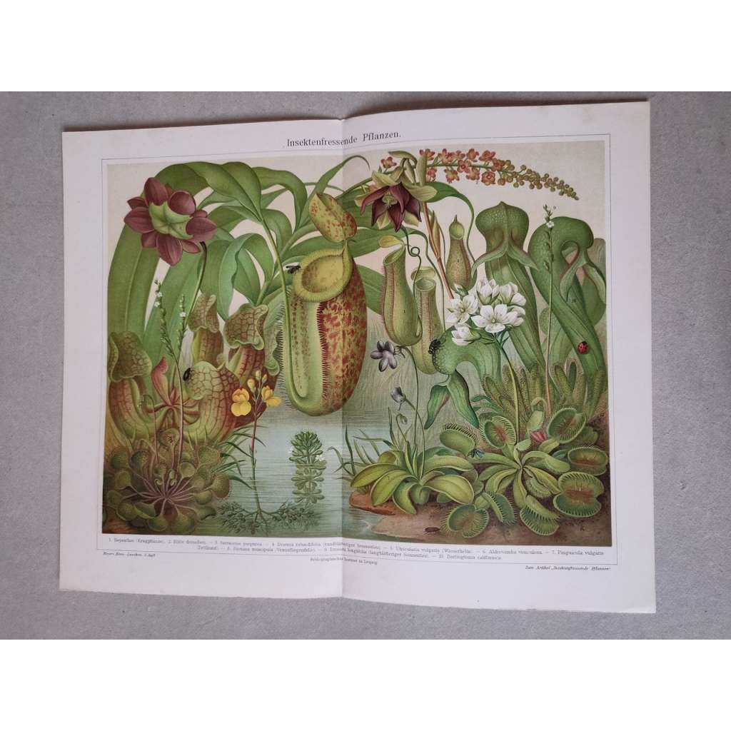 Masožravé rostliny, masožravky - chromolitografie cca 1880, grafika, nesignováno