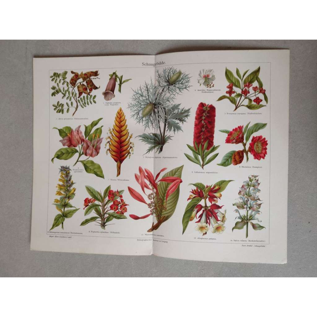 Schaugebilde, rostliny, květy - chromolitografie cca 1880, grafika, nesignováno