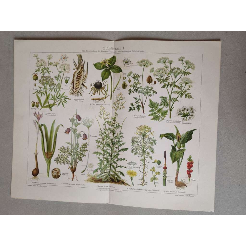 Jedovaté rostliny - chromolitografie cca 1880, grafika, nesignováno