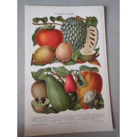 Tropické ovoce - chromolitografie cca 1880, grafika, nesignováno