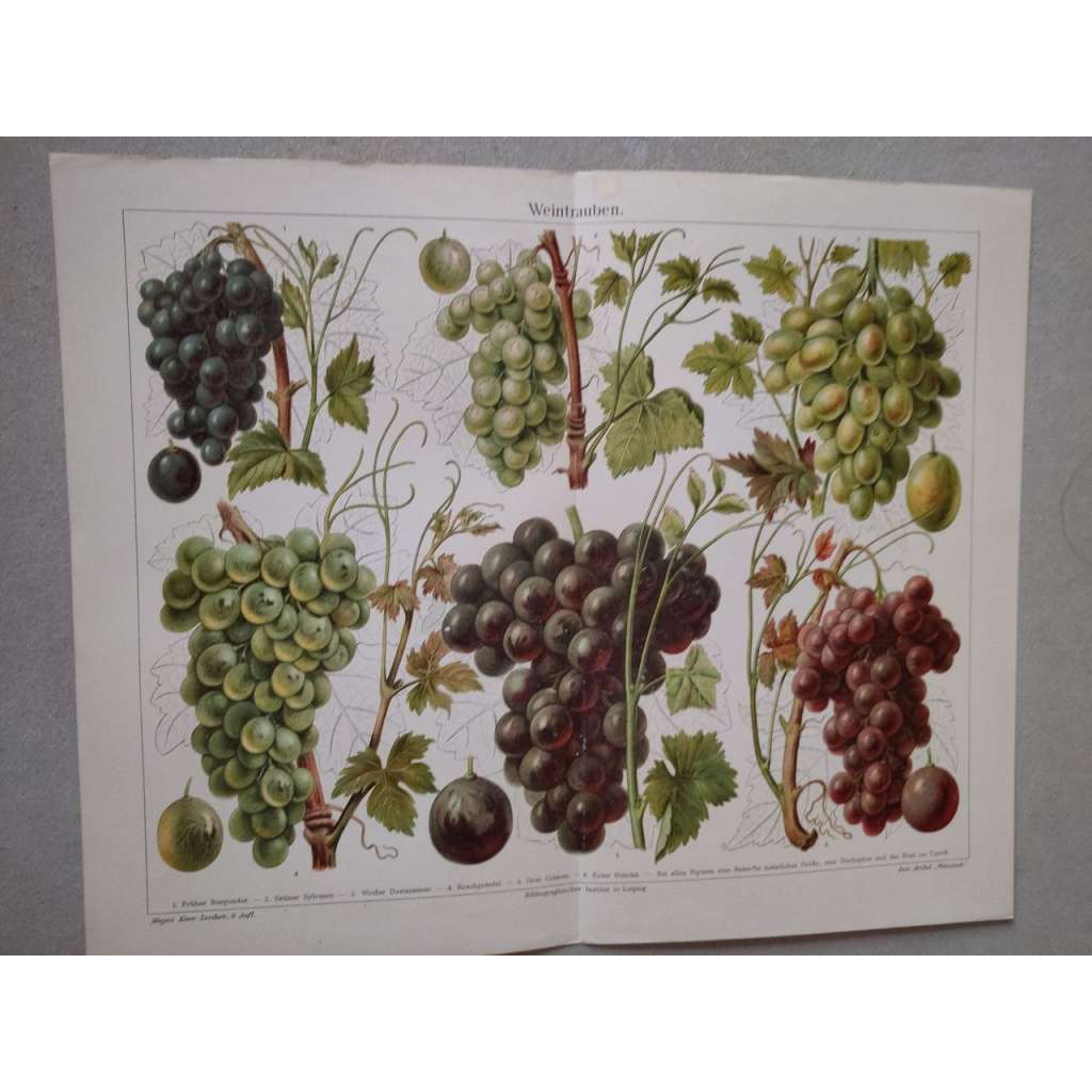 Hroznové víno, hrozny, ovoce - chromolitografie cca 1880, grafika, nesignováno