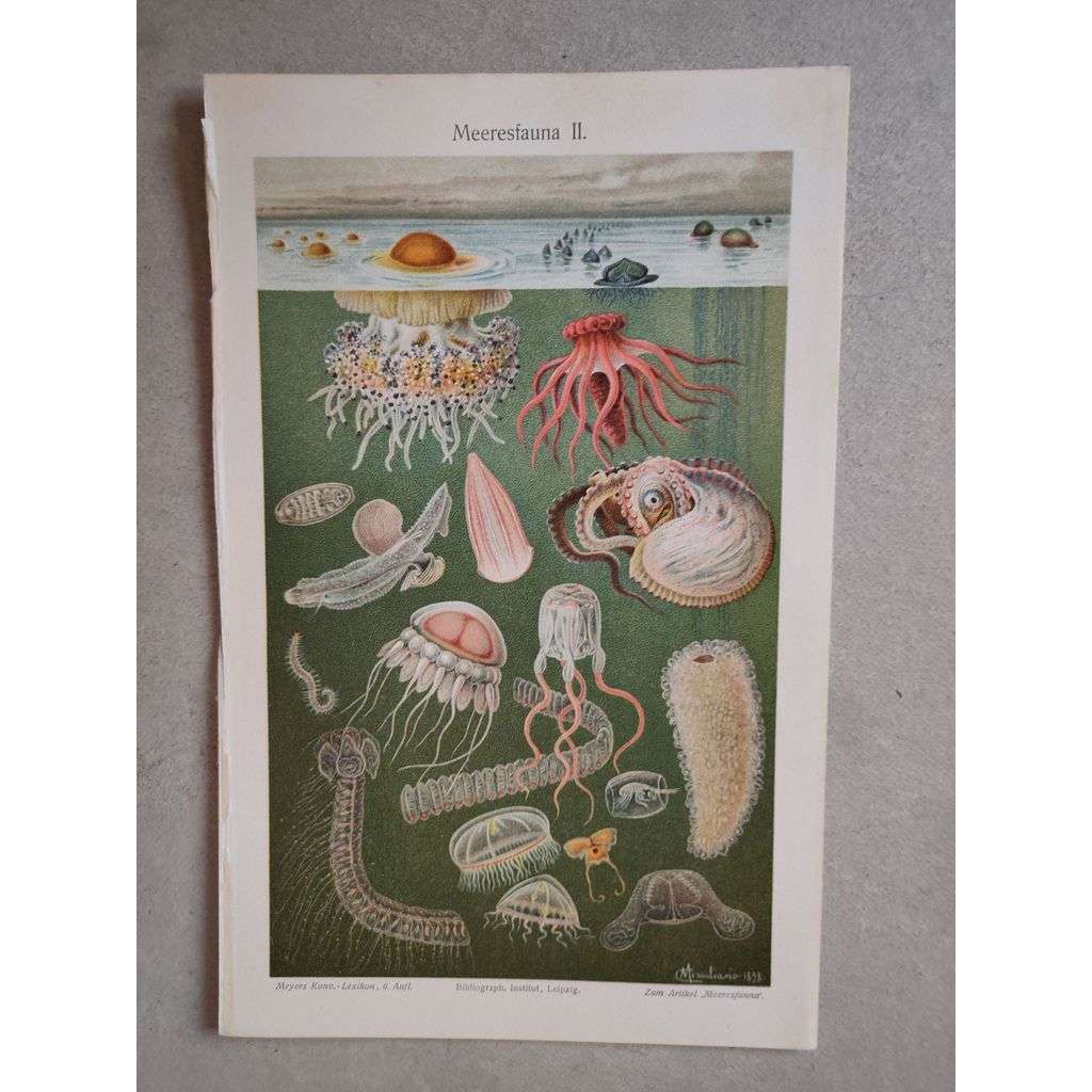 Mořská fauna, medúza - chromolitografie cca 1880, grafika, nesignováno