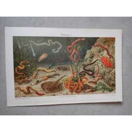 Mořští červi, červ - chromolitografie cca 1880, grafika, nesignováno