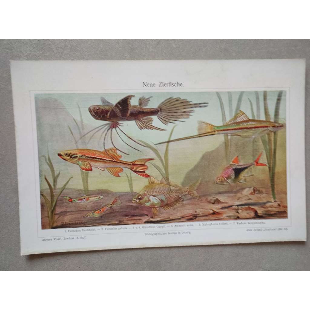 Ryba, neonky, akvarijní ryby, rybičky - chromolitografie cca 1880, grafika, nesignováno