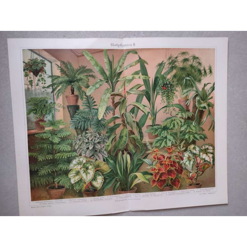 Pokojové okrasné rostliny - chromolitografie cca 1880, grafika, nesignováno
