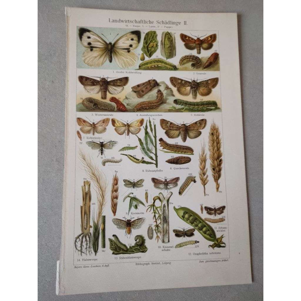 Motýli, motýl, housenky, larvy - chromolitografie cca 1880, grafika, nesignováno