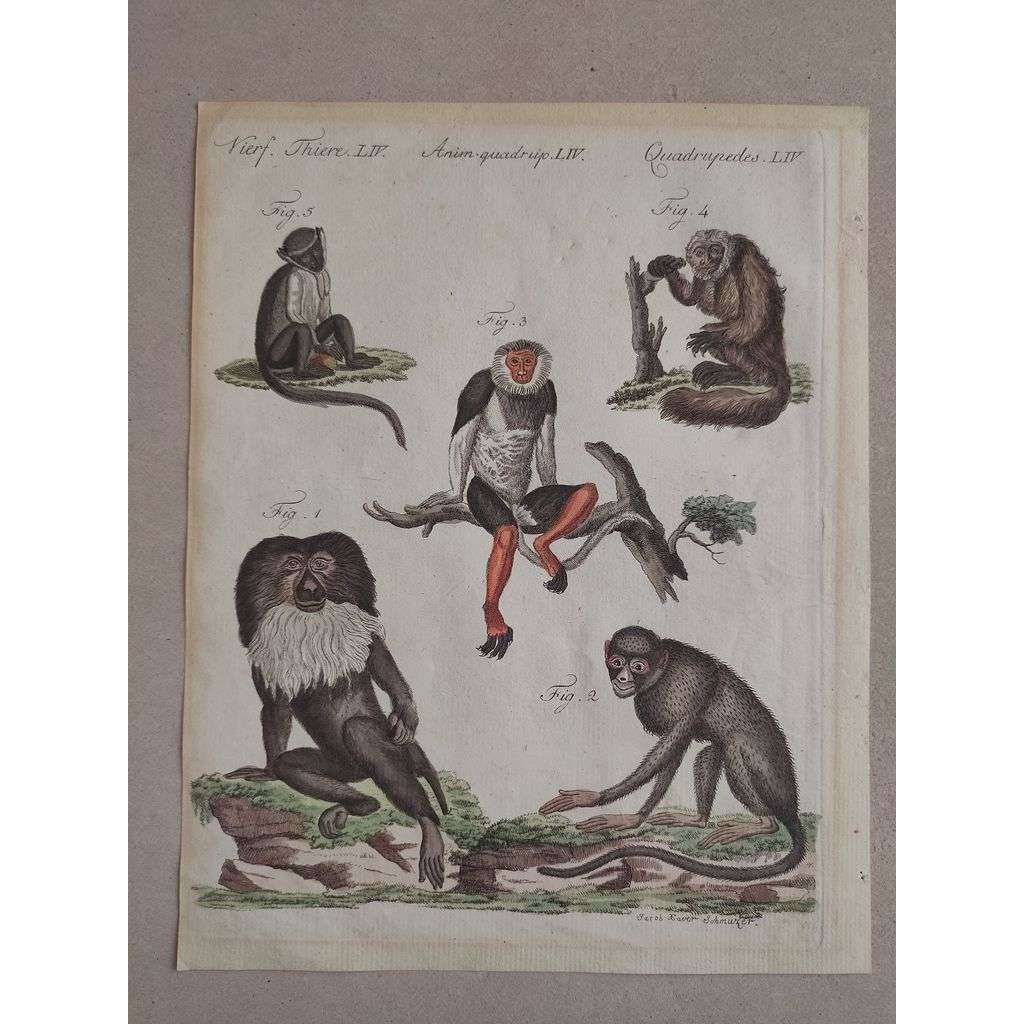 Jacob Xaver Schmuzer (1713 - 1775) - Opice - kolorovaný mědiryt, grafika, nesignováno