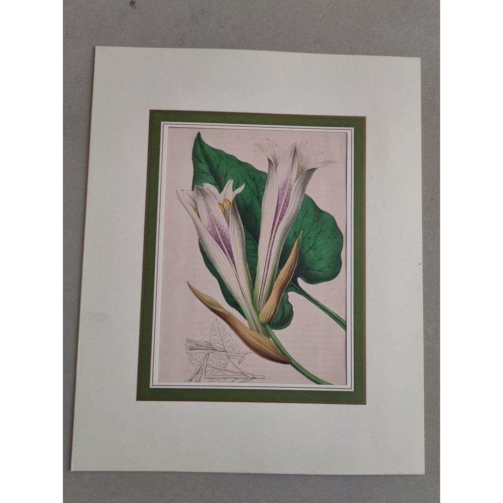 Horto Van Houtteano - Lillie - kolorovaná litografie, grafika, nesignováno