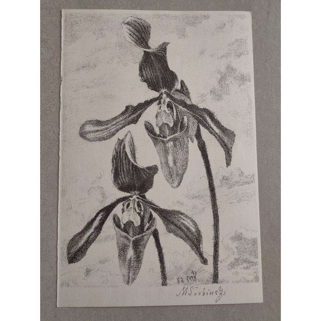 Max Švabinský (1873 - 1962) - Orchidej - litografie, grafika, signováno