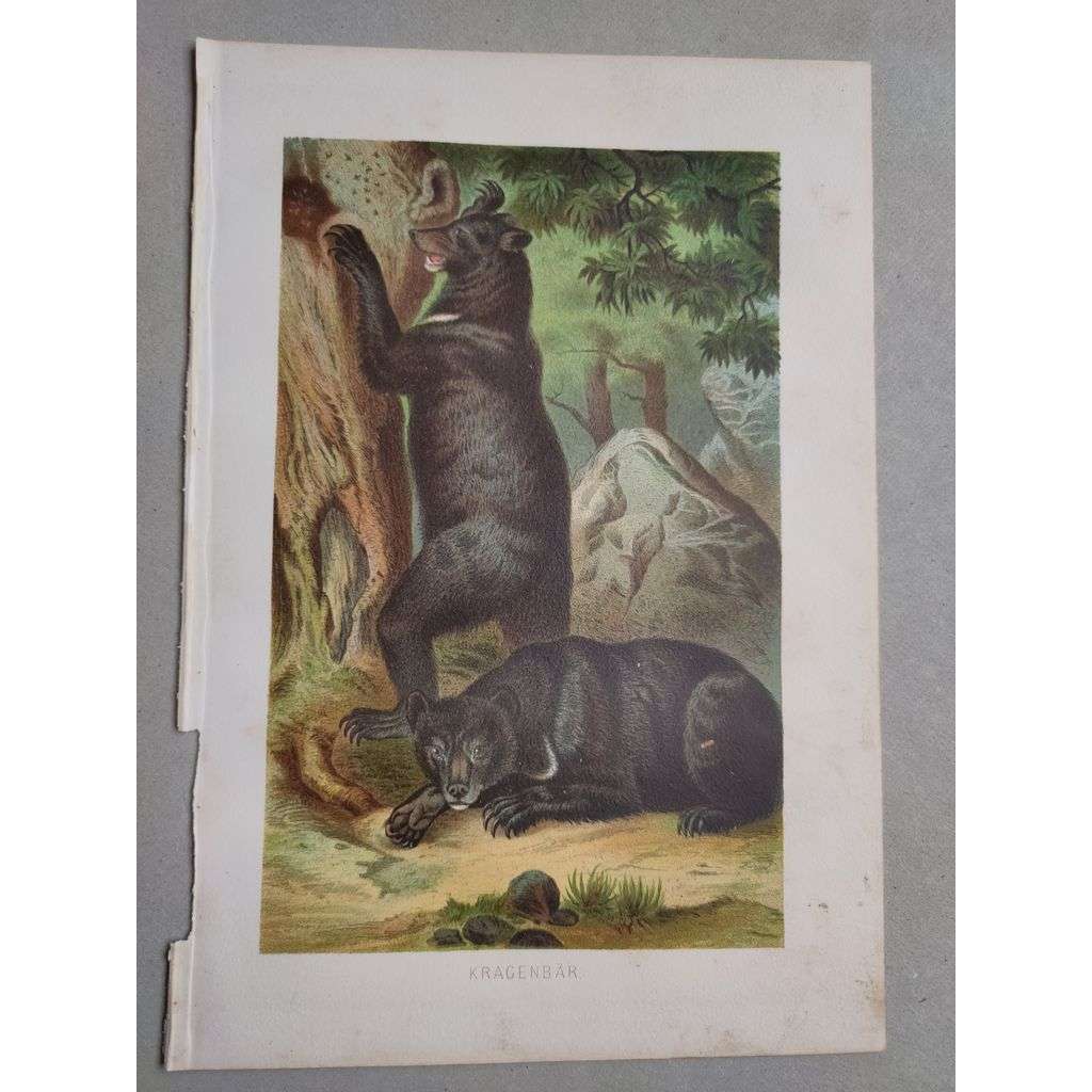Medvěd pyskatý (himalájský) - Kragenbär - barevná chromolitografie cca 1890, grafika, nesignováno