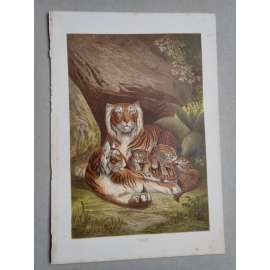 Tygr - Tiger - barevná chromolitografie cca 1890, grafika, nesignováno