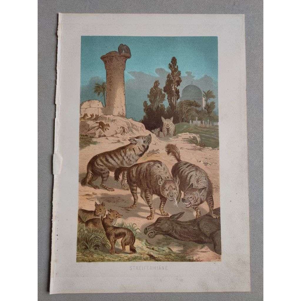 Hyena žíhaná - Streifenhiane - barevná chromolitografie cca 1890, grafika, nesignováno