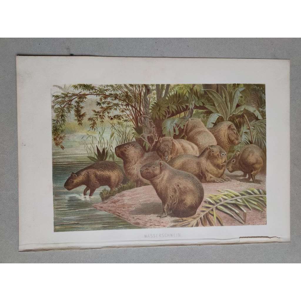 Kapybara - Wasserschwein - barevná chromolitografie cca 1890, grafika, nesignováno