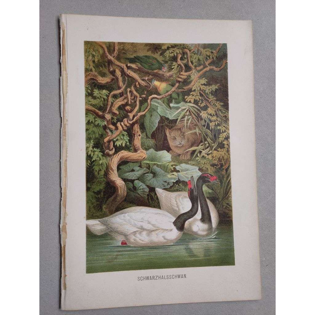 Labuť černokrká - Schwarzhalsschwan - barevná chromolitografie cca 1890, grafika, nesignováno