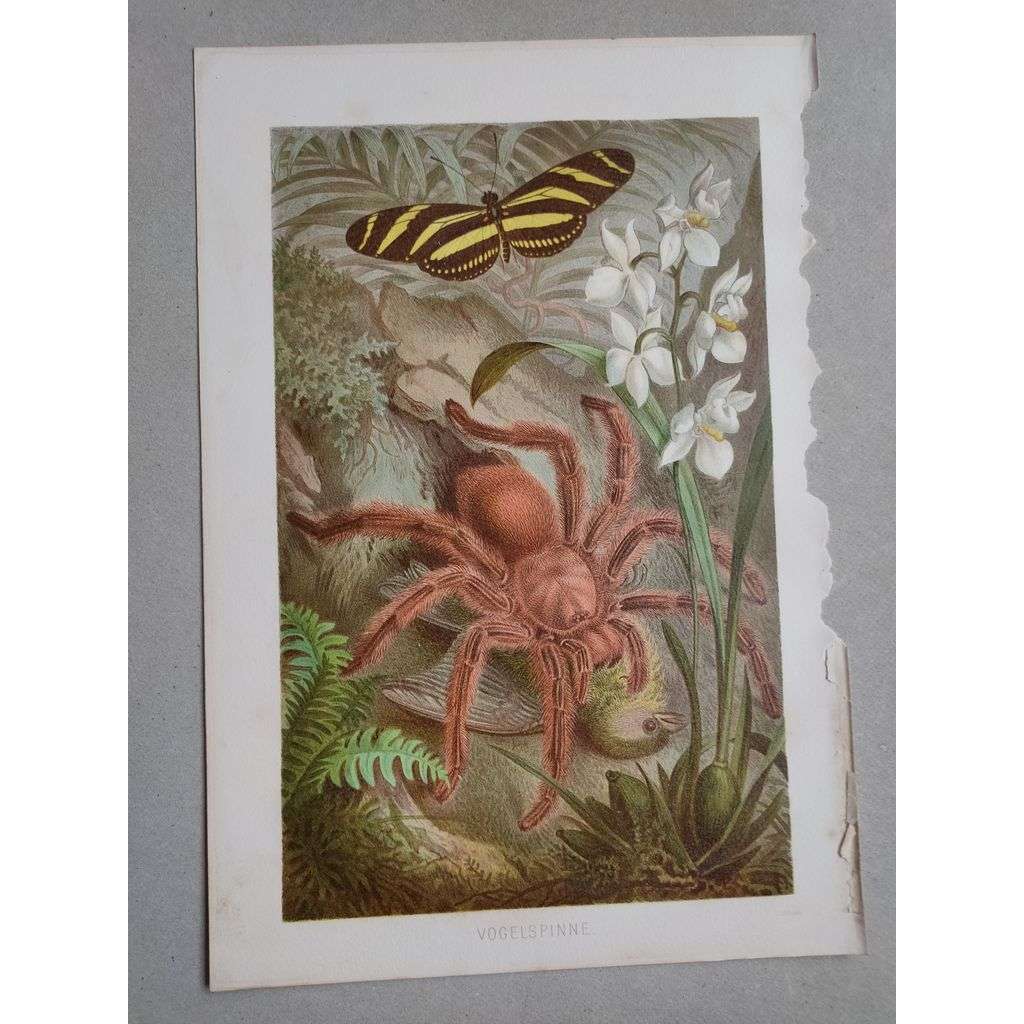 Tarantule (pavouk) - Vogelspinne - barevná chromolitografie cca 1890, grafika, nesignováno