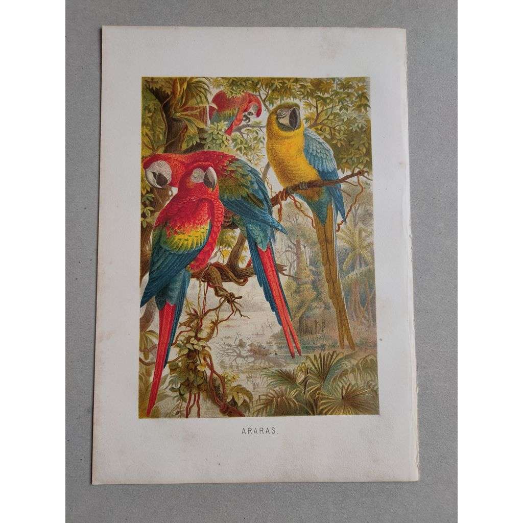 Arara (papoušek) - Araras - barevná chromolitografie cca 1890, grafika, nesignováno