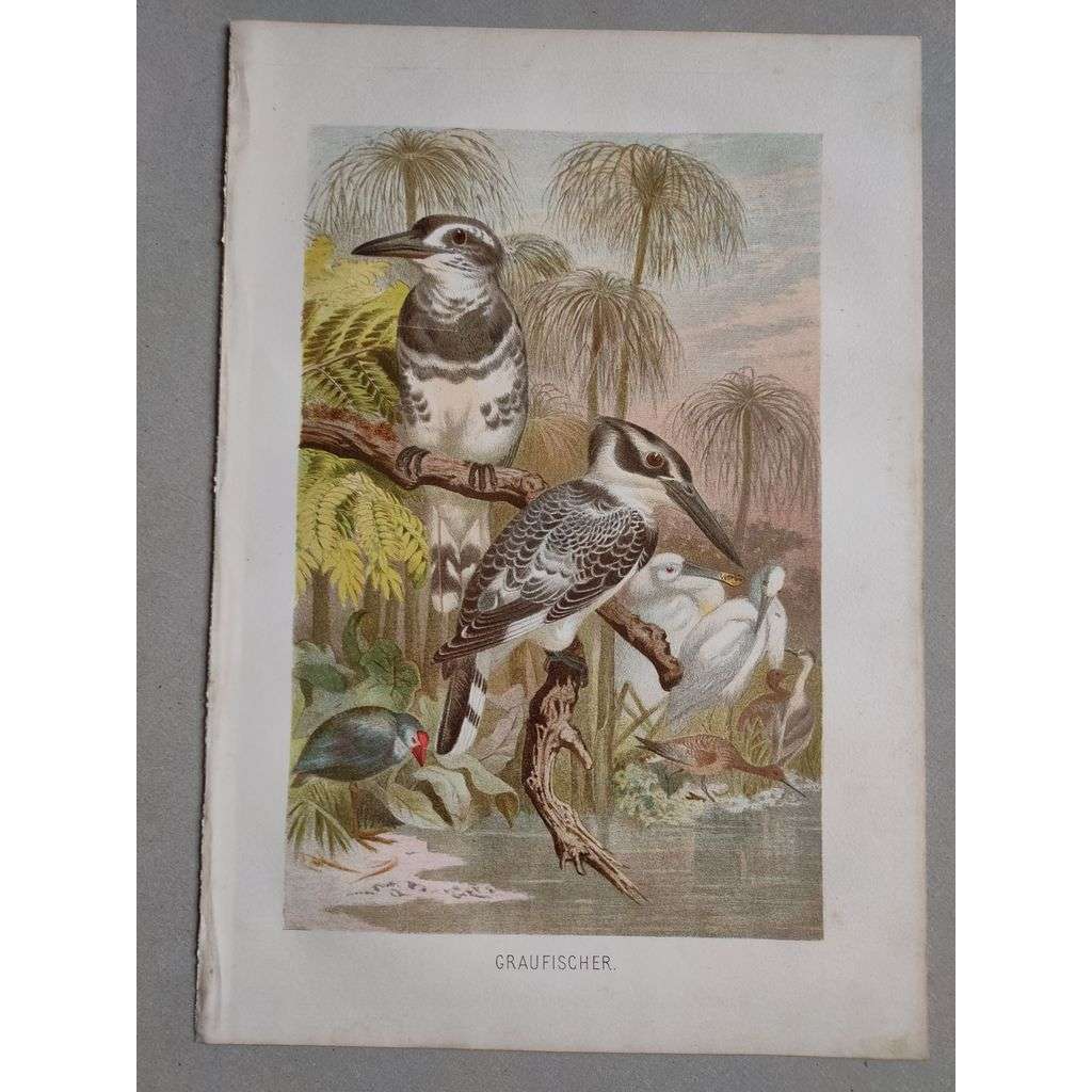 Rybařík šedý (jižní) - Graufischer - barevná chromolitografie cca 1890, grafika, nesignováno