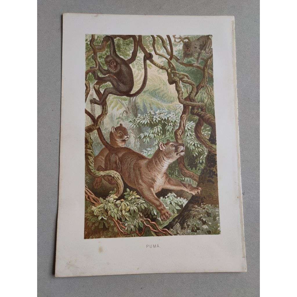 Puma (kuguár) - barevná chromolitografie cca 1890, grafika, nesignováno