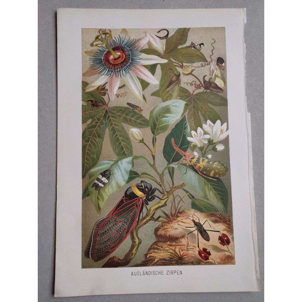 Exotické cikády, cvrčci - Ausländische Zirpen - barevná chromolitografie cca 1890, grafika, nesignováno