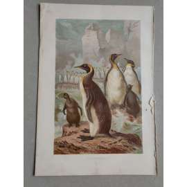 Tučńák - Reisenpinguin - barevná chromolitografie cca 1890, grafika, nesignováno