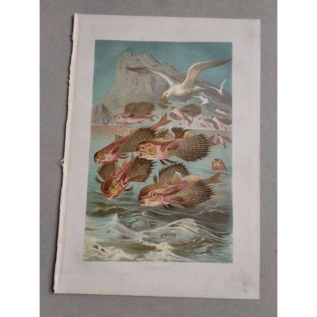 Letucha evropská (kohout mořský) - Flughahn - barevná chromolitografie cca 1890, grafika, nesignováno