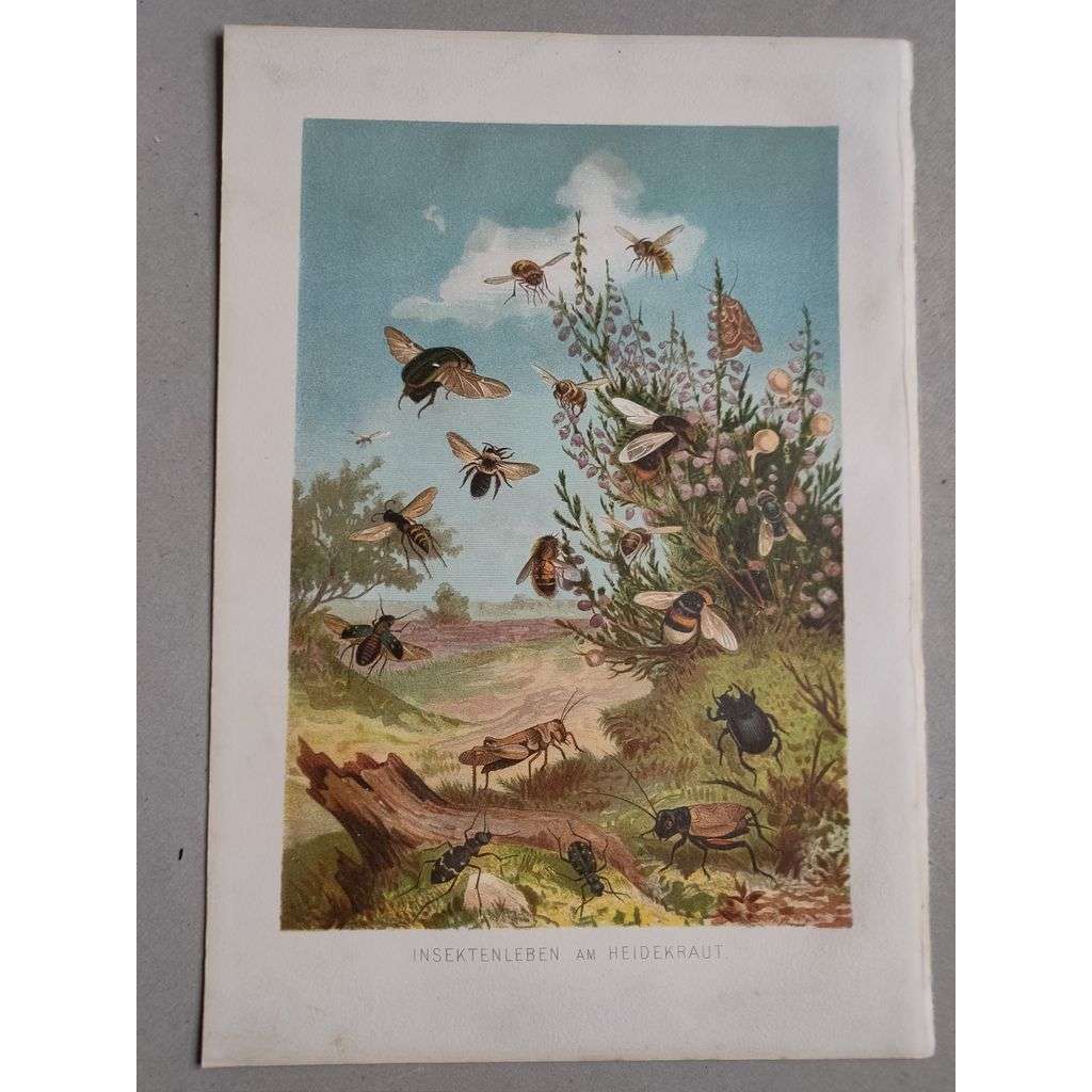 Život hmyzu na vřesu (hmyz, vřes, včela) - Insektenleben am Heidekraut - barevná chromolitografie cca 1890, grafika, nesignováno