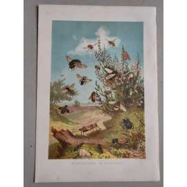 Život hmyzu na vřesu (hmyz, vřes, včela) - Insektenleben am Heidekraut - barevná chromolitografie cca 1890, grafika, nesignováno