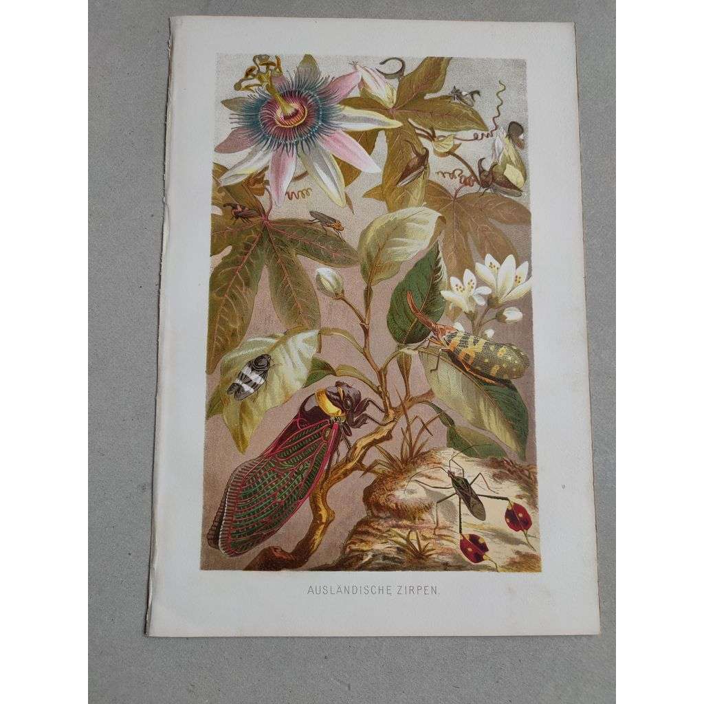 Cikády, cikáda - Ausländische Zirpen - barevná chromolitografie cca 1890, grafika, nesignováno